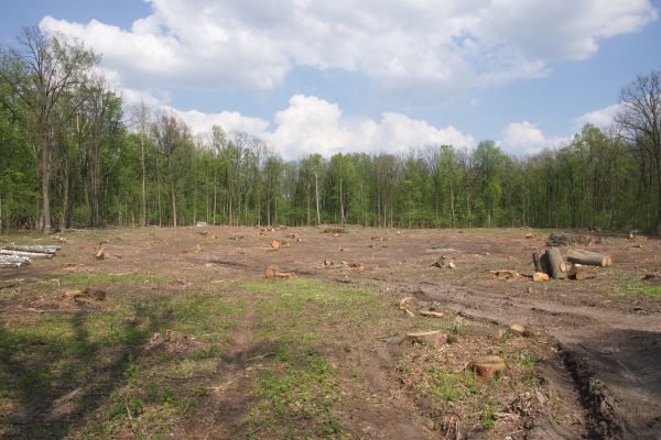 Cost of Pasture Clearing in Richmond