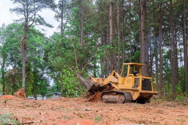 Forest Thinning in Richmond
