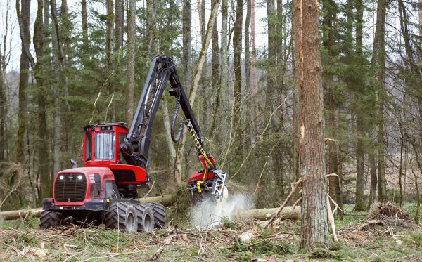 Cost of Forest Clearance Service in Richmond