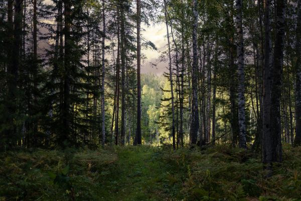 Cost of Pine Tree Clearing in Richmond