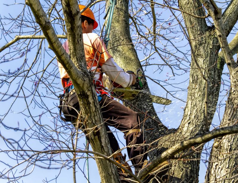 Tree Removal Services