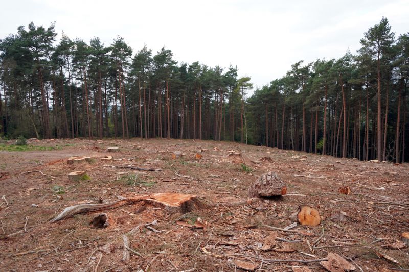 Post-Clearing Services